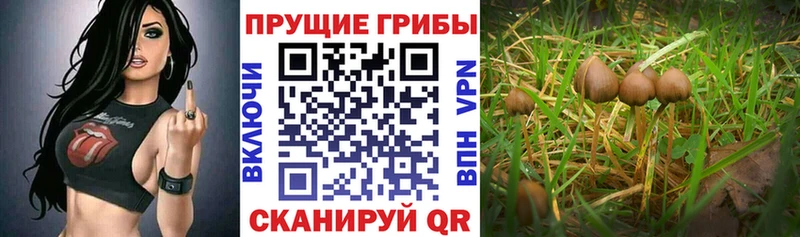 где купить наркотик  мега как войти  Галлюциногенные грибы Psilocybe  Спас-Клепики 